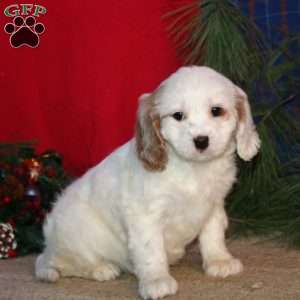 Esther, Cavapoo Puppy