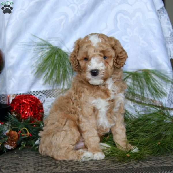 Ethan, Miniature Poodle Puppy
