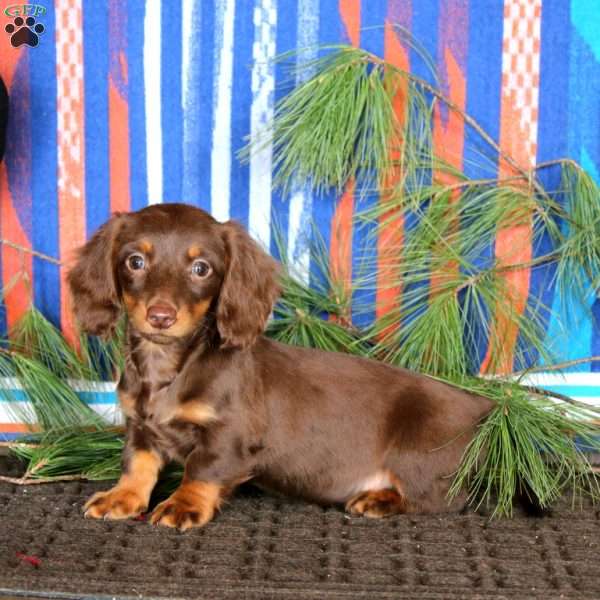Ethan, Dachshund Puppy