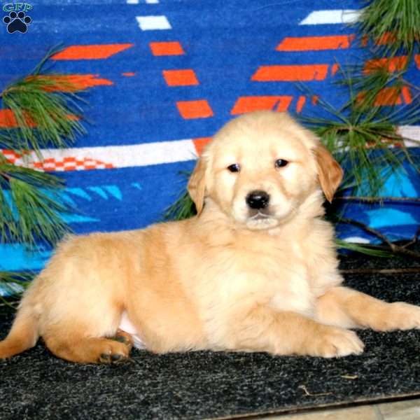 Ethan, Golden Retriever Puppy