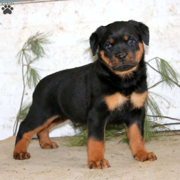 Ethan, Rottweiler Puppy