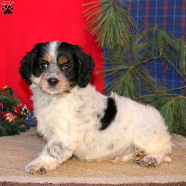 Ethan, Cavapoo Puppy