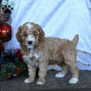 Ethan, Miniature Poodle Puppy