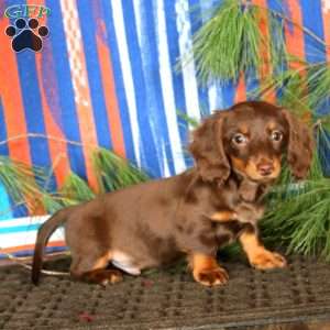 Ethan, Dachshund Puppy