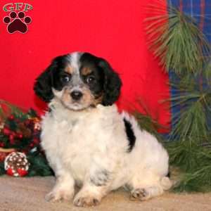 Ethan, Cavapoo Puppy