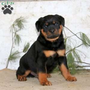 Ethan, Rottweiler Puppy