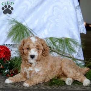 Ethan, Miniature Poodle Puppy