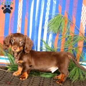 Ethan, Dachshund Puppy