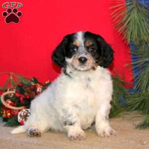 Ethan, Cavapoo Puppy