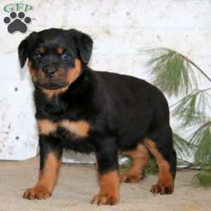 Ethan, Rottweiler Puppy