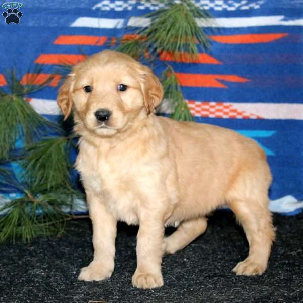 Eva, Golden Retriever Puppy