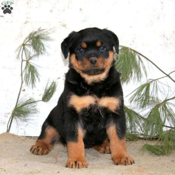 Eva, Rottweiler Puppy