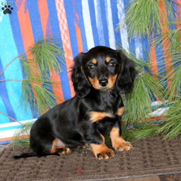 Eva, Dachshund Puppy