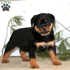 Eva, Rottweiler Puppy