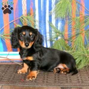 Eva, Dachshund Puppy
