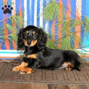 Eva, Dachshund Puppy