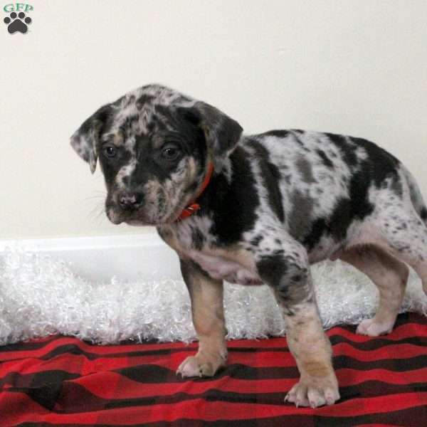 Evan, Catahoula Bulldog Puppy