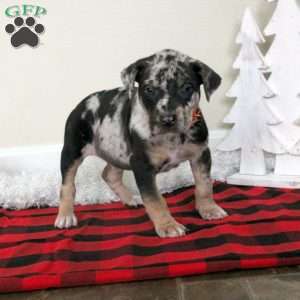 Evan, Catahoula Bulldog Puppy