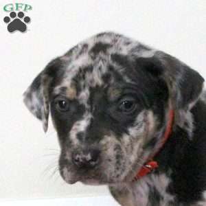 Evan, Catahoula Bulldog Puppy