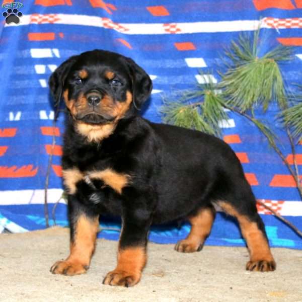 Evan, Rottweiler Puppy