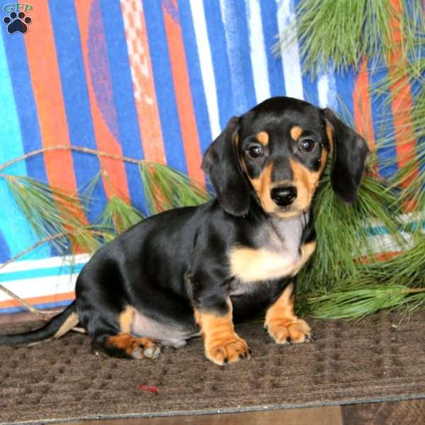 Evan, Dachshund Puppy