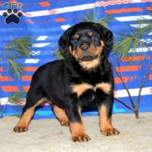 Evan, Rottweiler Puppy