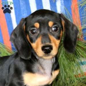 Evan, Dachshund Puppy