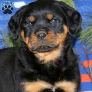 Evan, Rottweiler Puppy