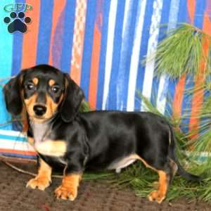 Evan, Dachshund Puppy