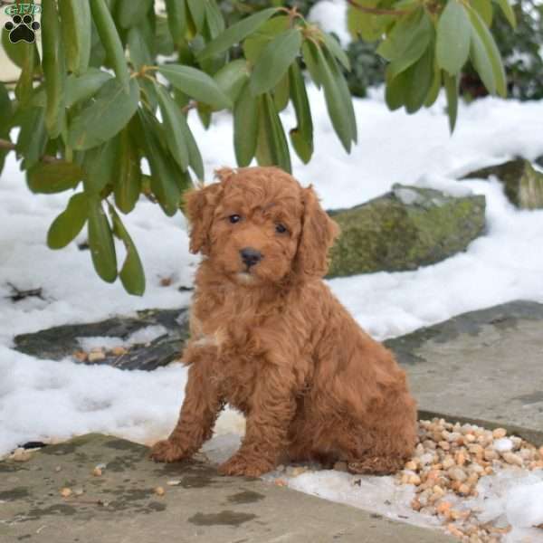 Eve, Cavapoo Puppy