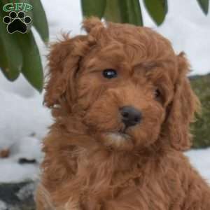 Eve, Cavapoo Puppy