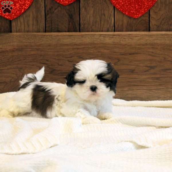 Everest, Shih Tzu Puppy