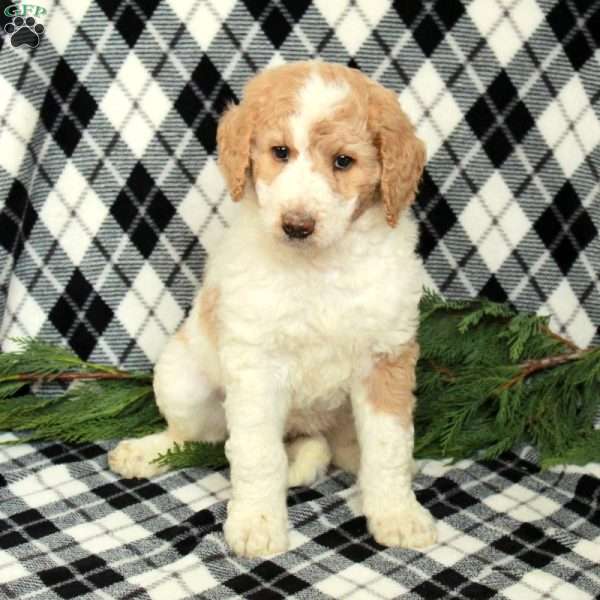 Everest, Goldendoodle Puppy
