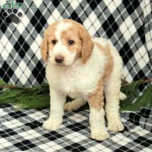 Everest, Goldendoodle Puppy