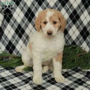 Everest, Goldendoodle Puppy