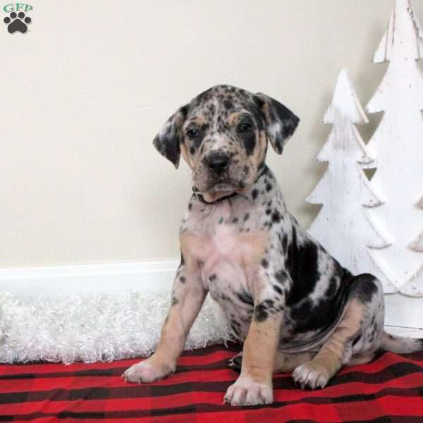 Everest, Catahoula Bulldog Puppy