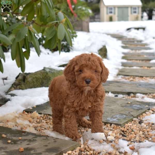 Everest, Cavapoo Puppy