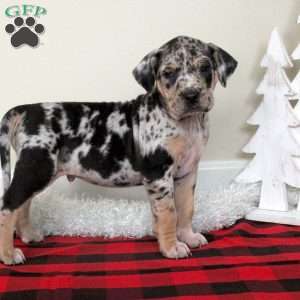 Everest, Catahoula Bulldog Puppy
