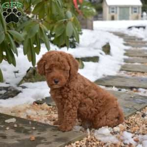 Everest, Cavapoo Puppy