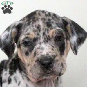 Everest, Catahoula Bulldog Puppy