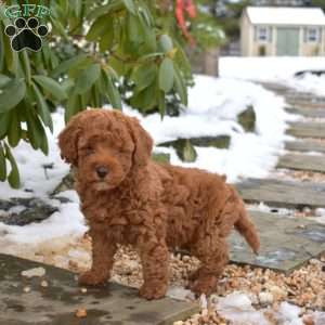Everest, Cavapoo Puppy