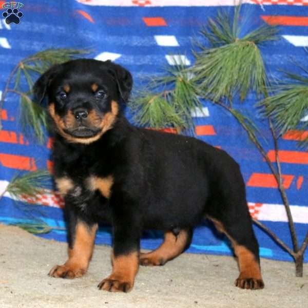 Everest, Rottweiler Puppy