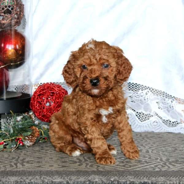 Everest, Miniature Poodle Puppy