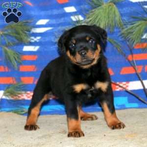 Everest, Rottweiler Puppy