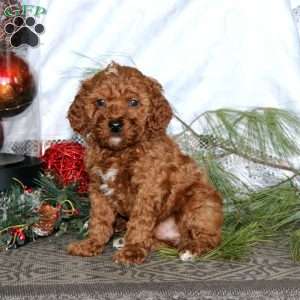 Everest, Miniature Poodle Puppy