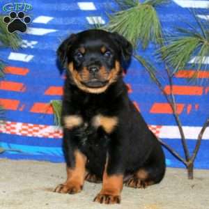 Everest, Rottweiler Puppy