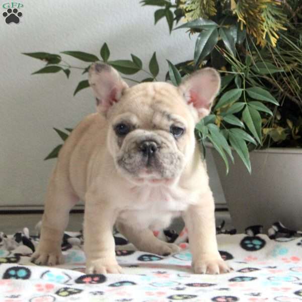 Everett, French Bulldog Puppy