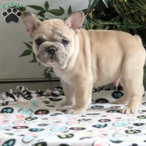 Everett, French Bulldog Puppy