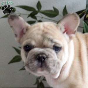 Everett, French Bulldog Puppy