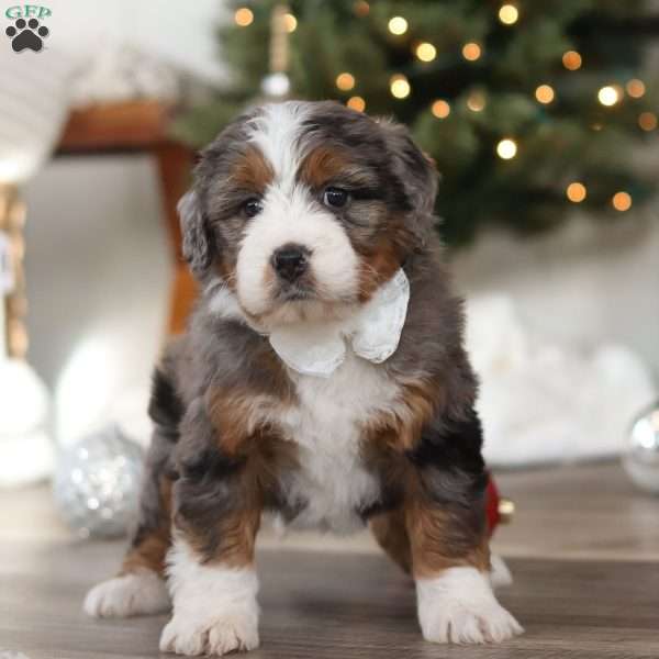 Evie, Mini Bernedoodle Puppy
